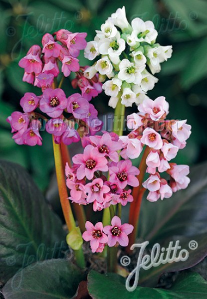 gba036 Bergenia